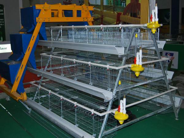 Automatic Layer Chicken Cage