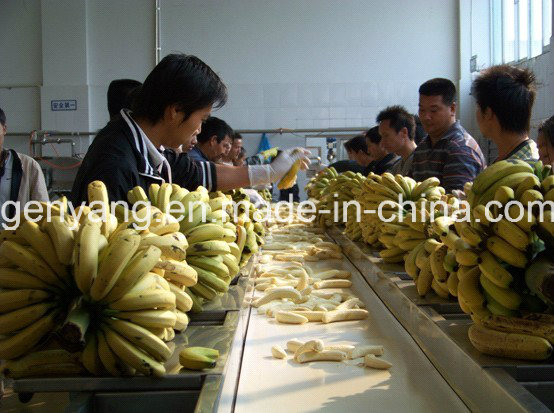 High Quality Banana Powder Processing Line