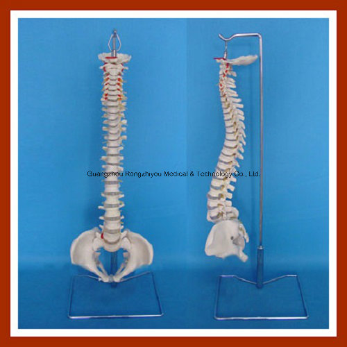 Classic Flexible Spine Model with Female Pelvis Skeleton Model