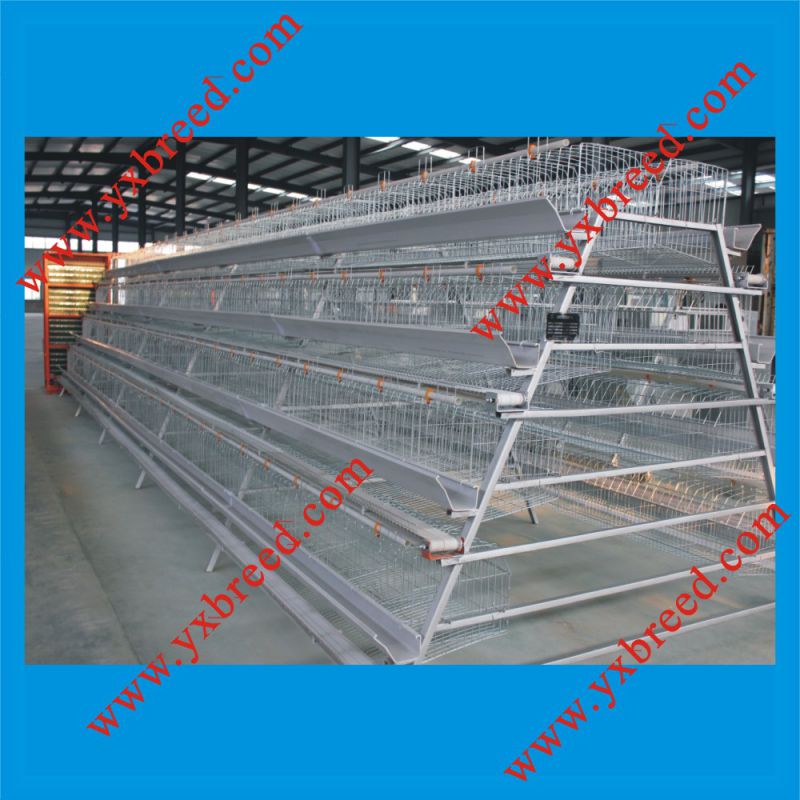 Professional Design Layer Chicken Cages Manufacturer