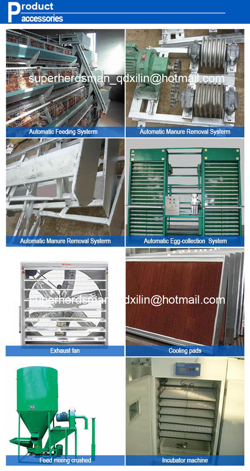 Battery Type Layer Cages with Automatic Equipments