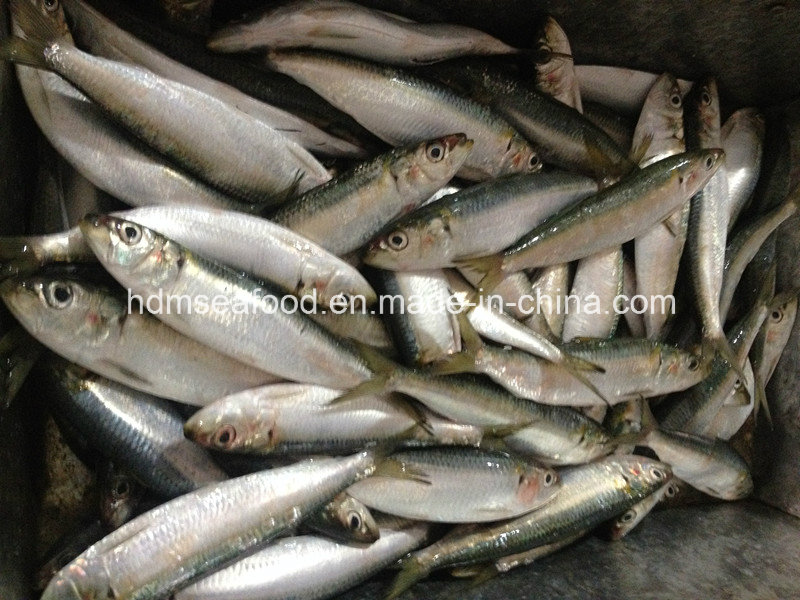 Bqf Frozen Seafood Fresh Sardine Fish