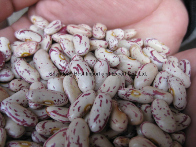 New Crop Long Shape Light Speckled Kidney Beans/Lskb