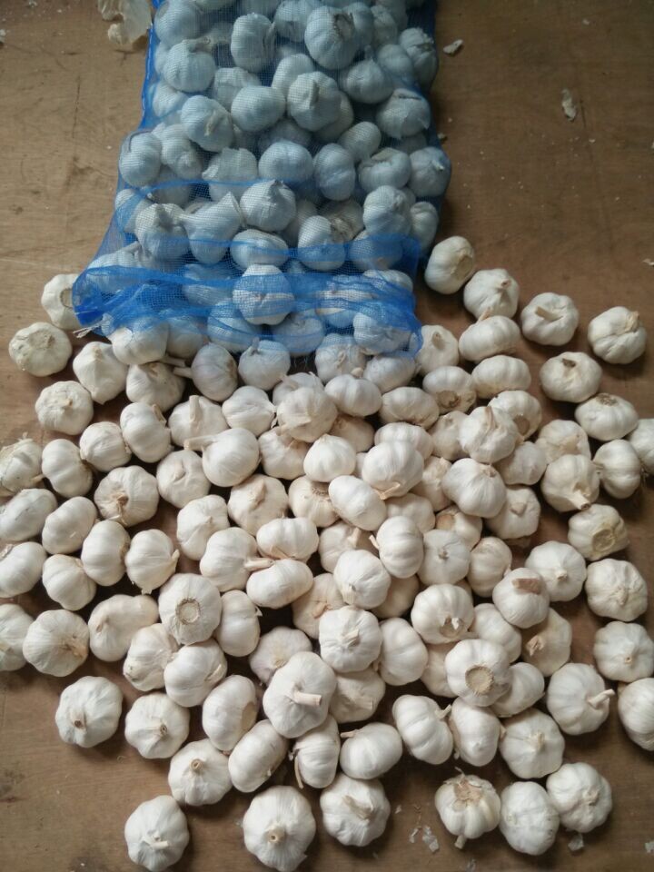 New Crop Fresh Snow White Garlic From China