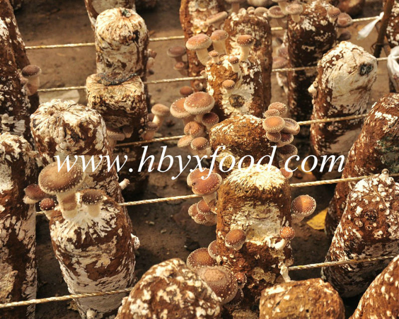 Healthy Food Brown Dried Smooth Shiitake Mushroom From Hubei Yongxing