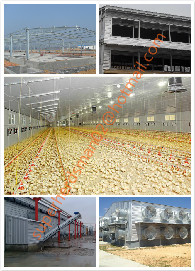 Galvanized Steel Structure Shed for Broiler Chicken