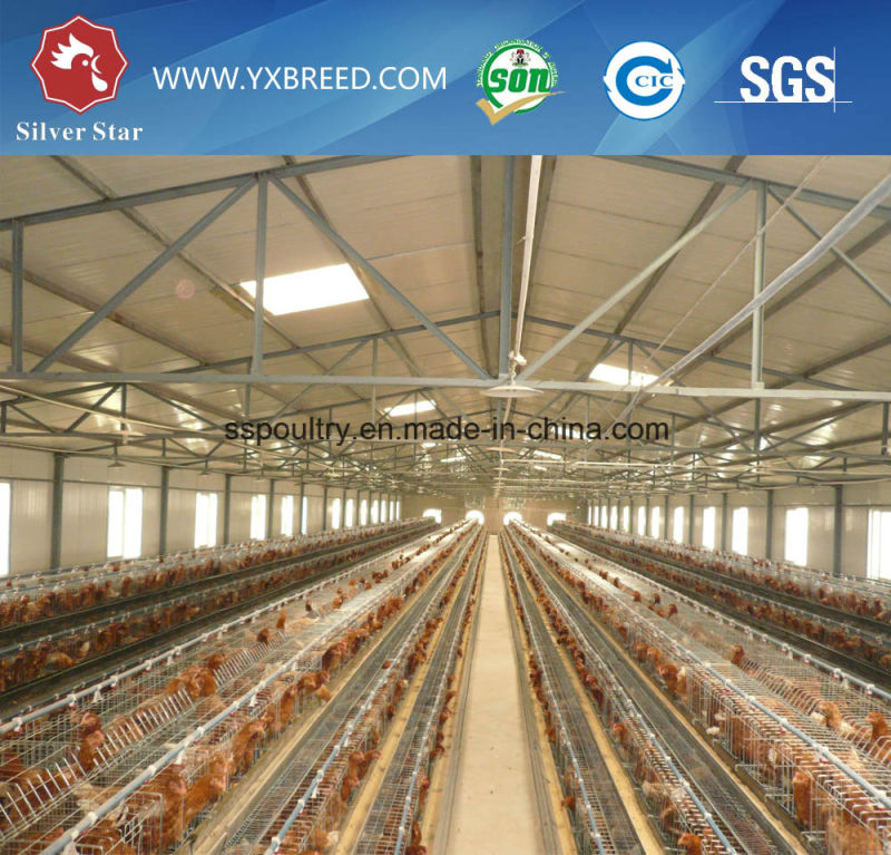 Galvanized 3-Tier Egg Laying Hen Battery Cage