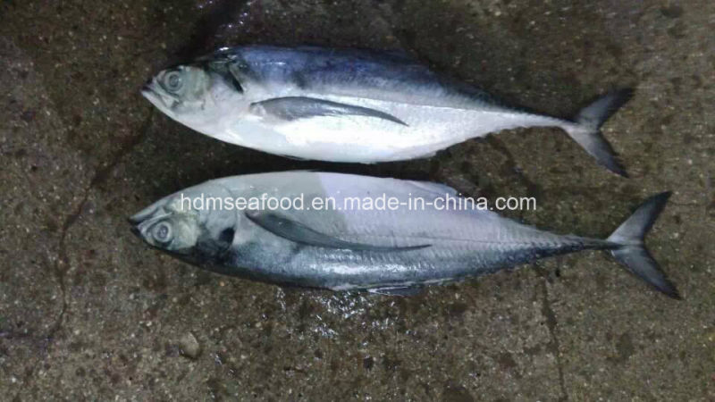 25cm+Big Size Hardtail Scad Frozen Fish