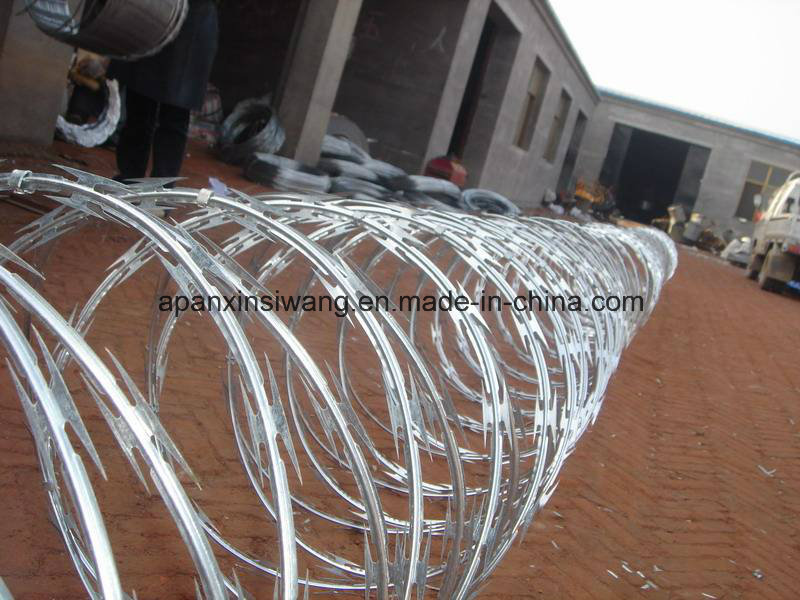 Concertina Wire