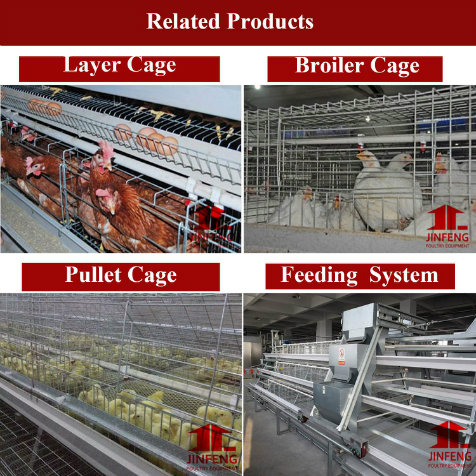 Automatic Chicken Cage Design for Layers in China