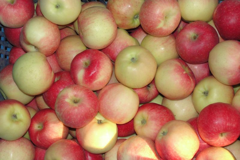 Chinese Fresh Red Gala Apple From Orchard to Your Warehouse