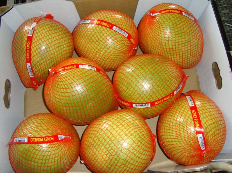 Fresh Pomelo New Crop