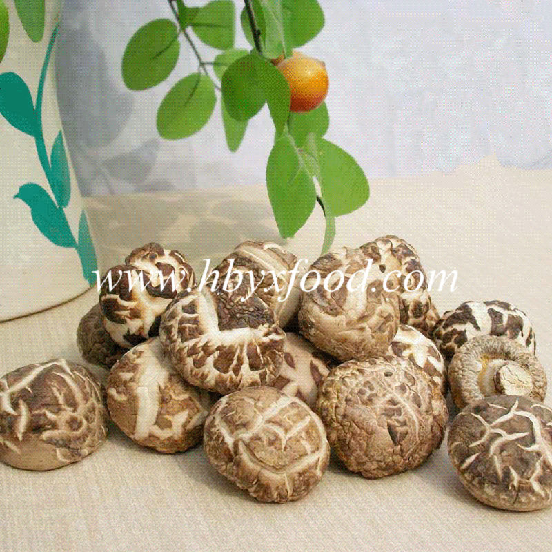 Fresh Healthy Mushroom Dried Agricultural Products