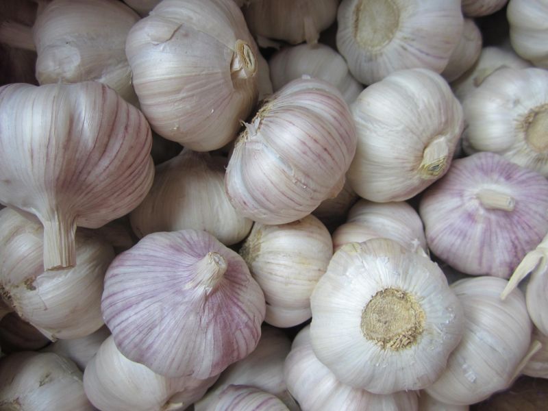 2016 New Harvest Fresh White Garlic, Pure White Garlic