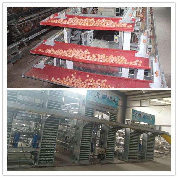 Poultry Automatic Egg Chicken Cages