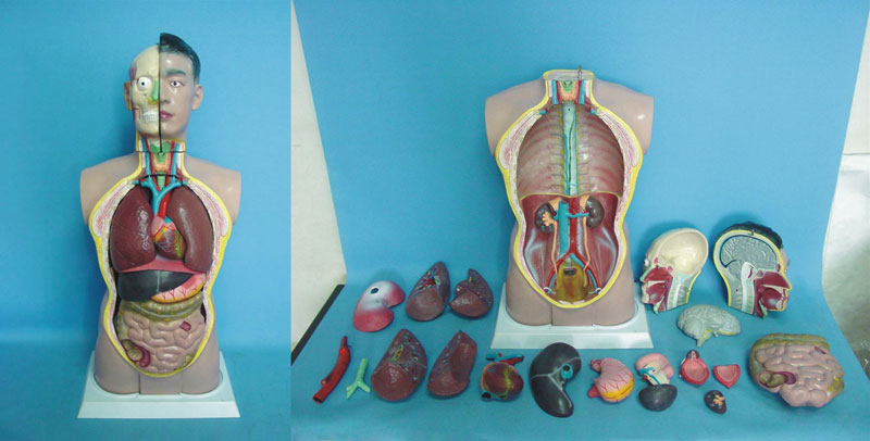 Medical Human Body Parts Anatomy Torso (R030102)