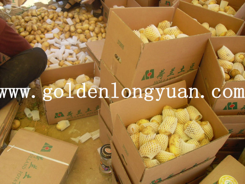 Chinese Fresh Potato in Good Quality