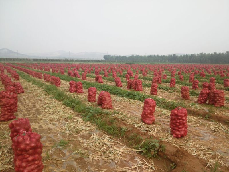 Export Standard Quality of Fresh Red Onion 5-7cm