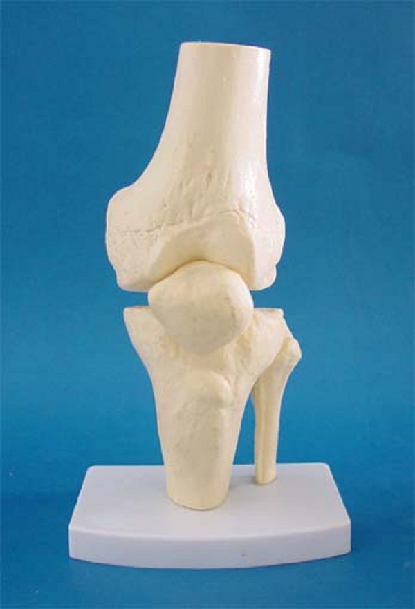 Human Knee Joint Anatomy Skeleton Model for Teaching (R020919)