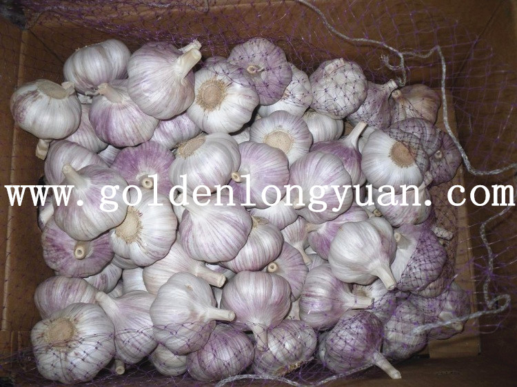 Supplying Fresh Normal White Garlic