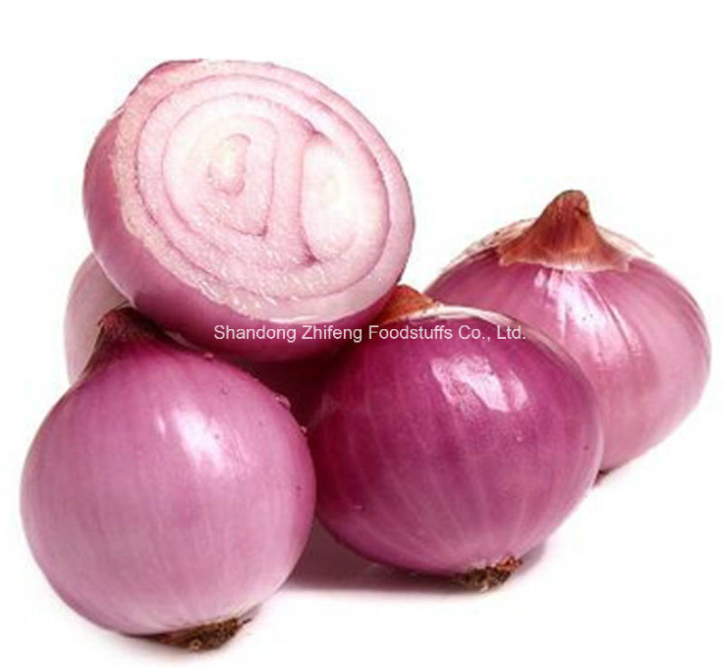 New Crop Chinese Red Onion