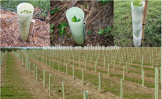 Healthy,   Fast-Growing  Trees-  Small  Boss  Plant  Protector