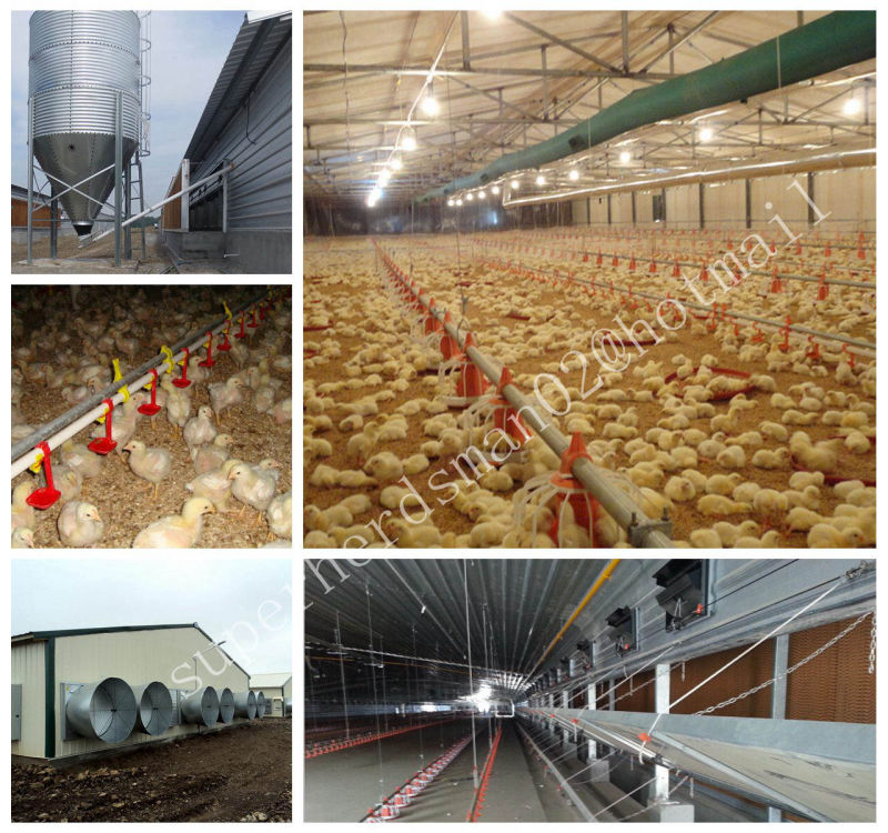Automatic Poultry Broiler Equipment and Farm Contruction