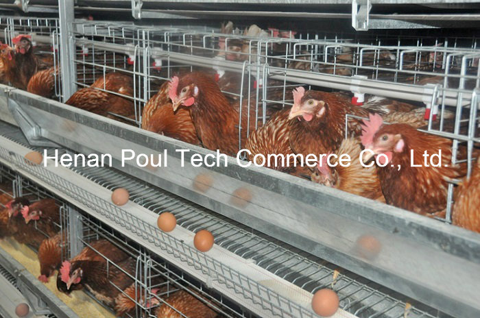 H Type Best Price Layer Chicken Cage Equipment