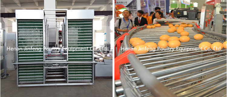 Automatic Chicken Egg Poultry Farm Equipment for Sale