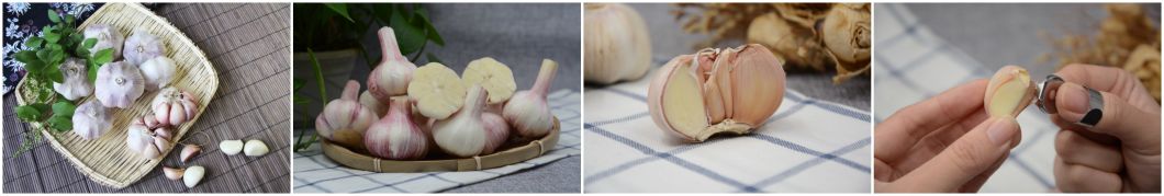 Fresh Peeled Garlic Normal White /Pure White Garlic with Global Gap