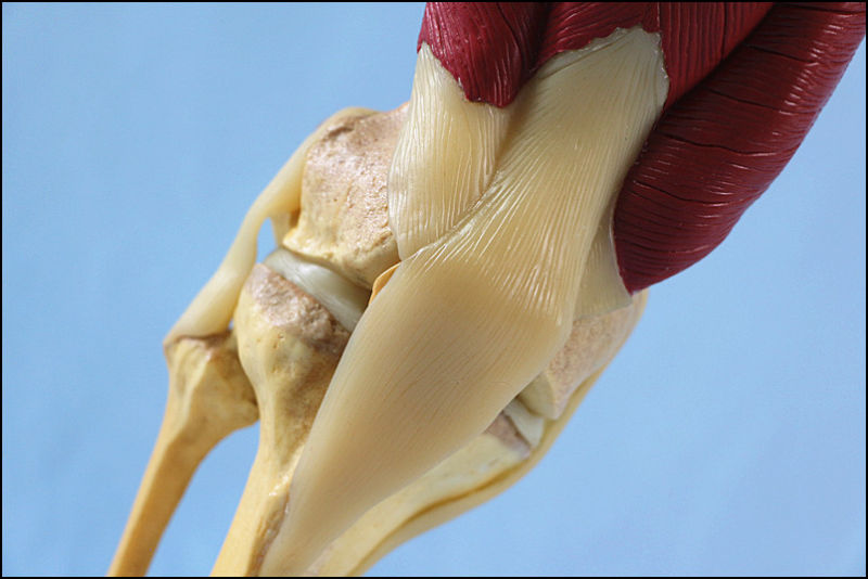 Desk Type Model Human Knee Joint Model with Muscles and Ligaments