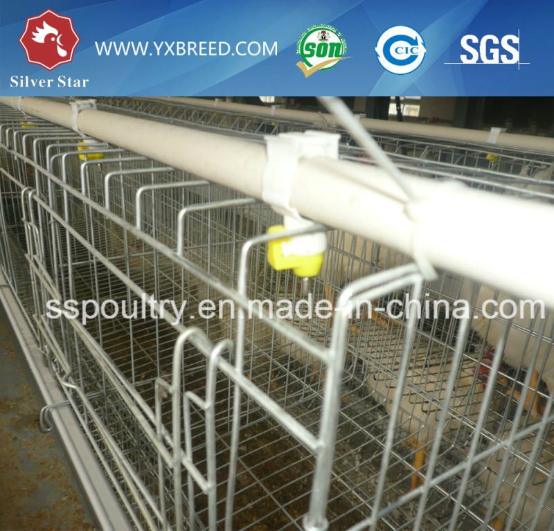 Chicken Farming Equipment for Chicken Layers