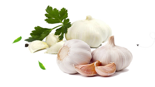 Peeled Fresh white garlic