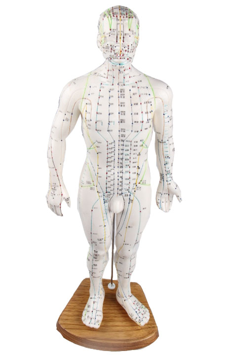 Human Body Acupuncture Model