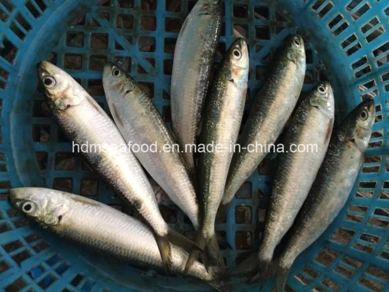 Frozen Sardinella Fish (Sardinella Longiceps) Wr for Bait