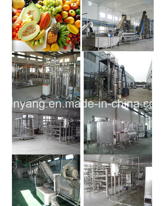 High Quality Banana Powder Processing Line