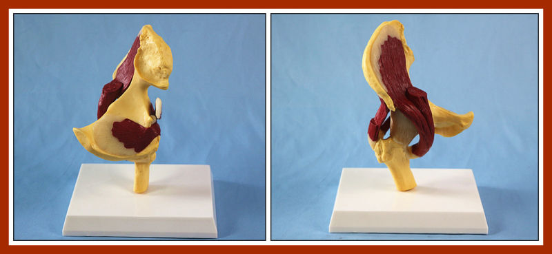 Desk Type Model Human Hip Joint with Muscles Anatomic Model