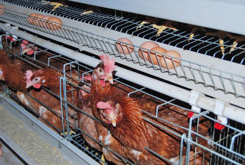 Cage Breeding for Broiler in Poultry House From Super Herdsman