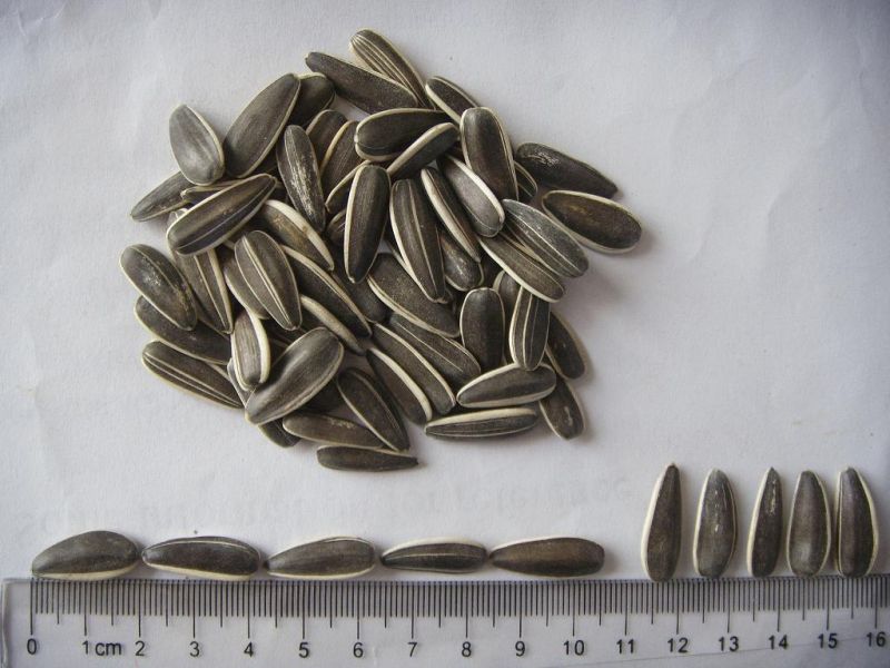 Good Quality Sunflower Seeds (5009 Crop)