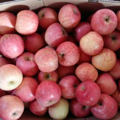 Fresh FUJI Apple in Good Quality