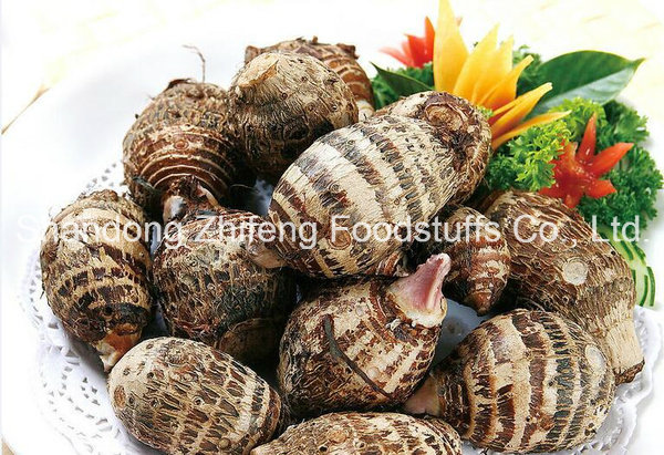Top Quality Fresh Taro for Exporting
