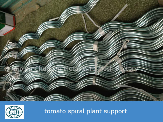 Galvanized Tomato Spiral Support for Planting Climp