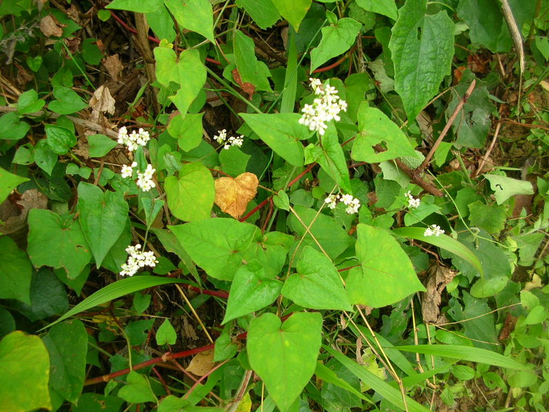 Chinese Buckwheat Kernels Yulin Origin (BW-007)