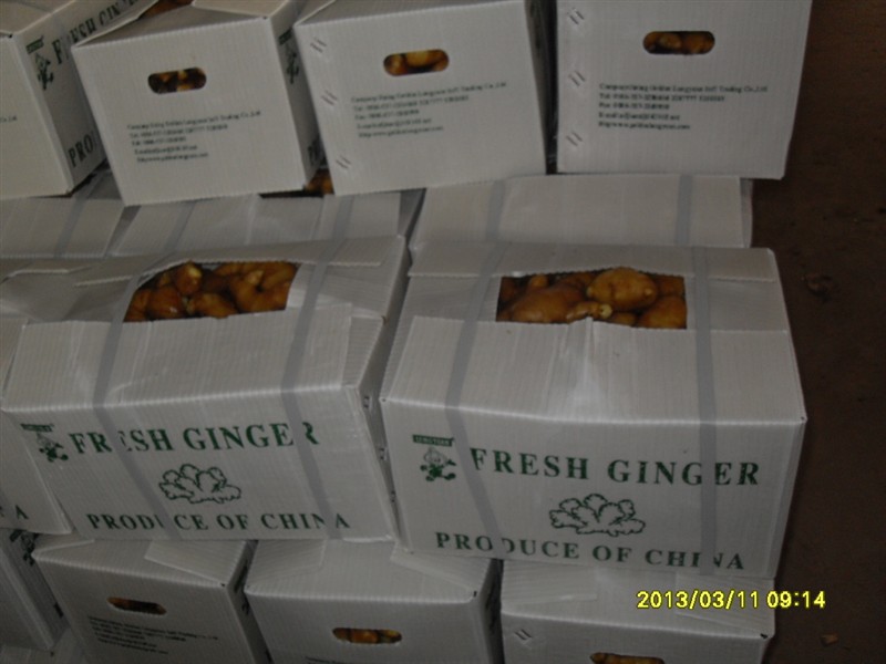 High Quality Chinese Fresh Air Dry Ginger 250g and up