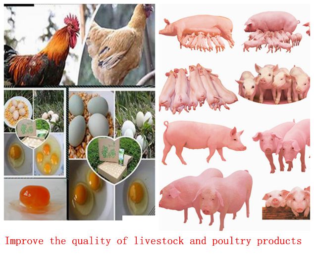 Seaweed Microbial Organic Decomposing Inoculant for Animal Husbandry Fermenting Bed