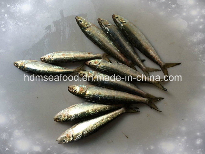 Supply Frozen Fish Sardine Seafood (Sardinella aurita)