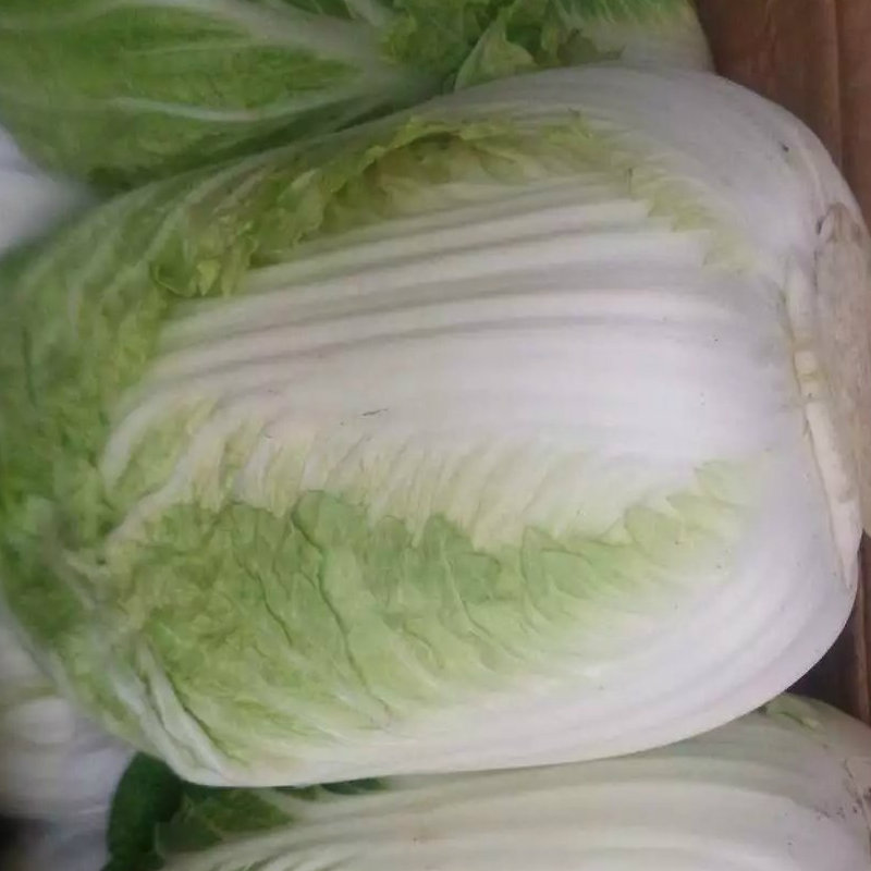 Good Quality of Fresh Cabbage From China