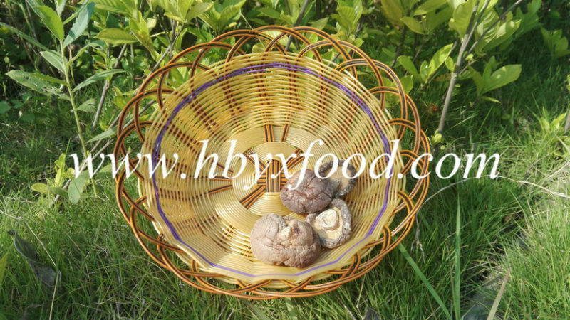 Dried Healthy Food Brown Smooth Shiitake Mushrooms Growing in Spring