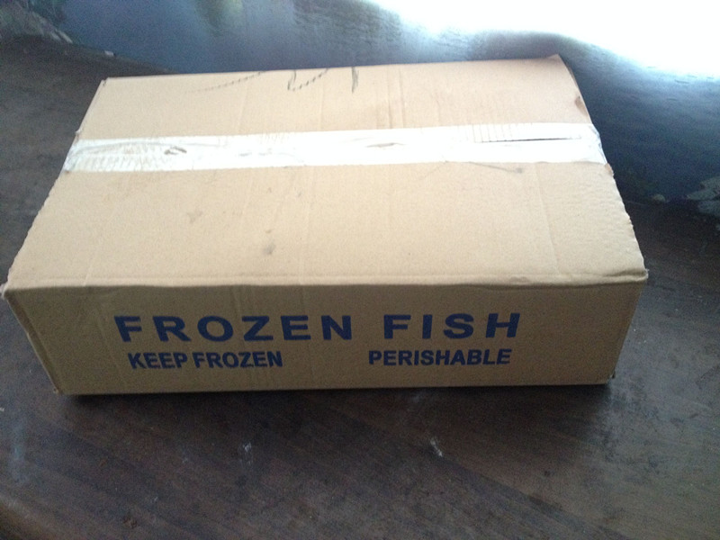 Frozen Sardine Fish for Tuna Bait