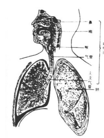 (Metronidazole) --Treatment of Respiratory Metronidazole